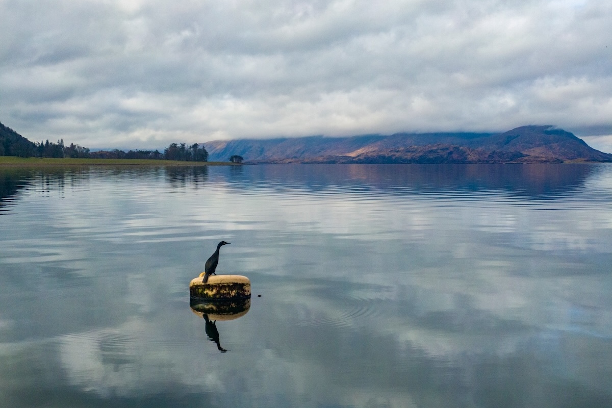 DuckOnMooring17thMarch241200x800.jpg